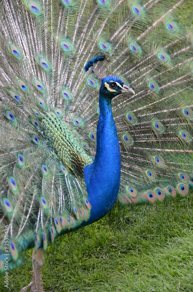 Fototapeta premium Der Pfau