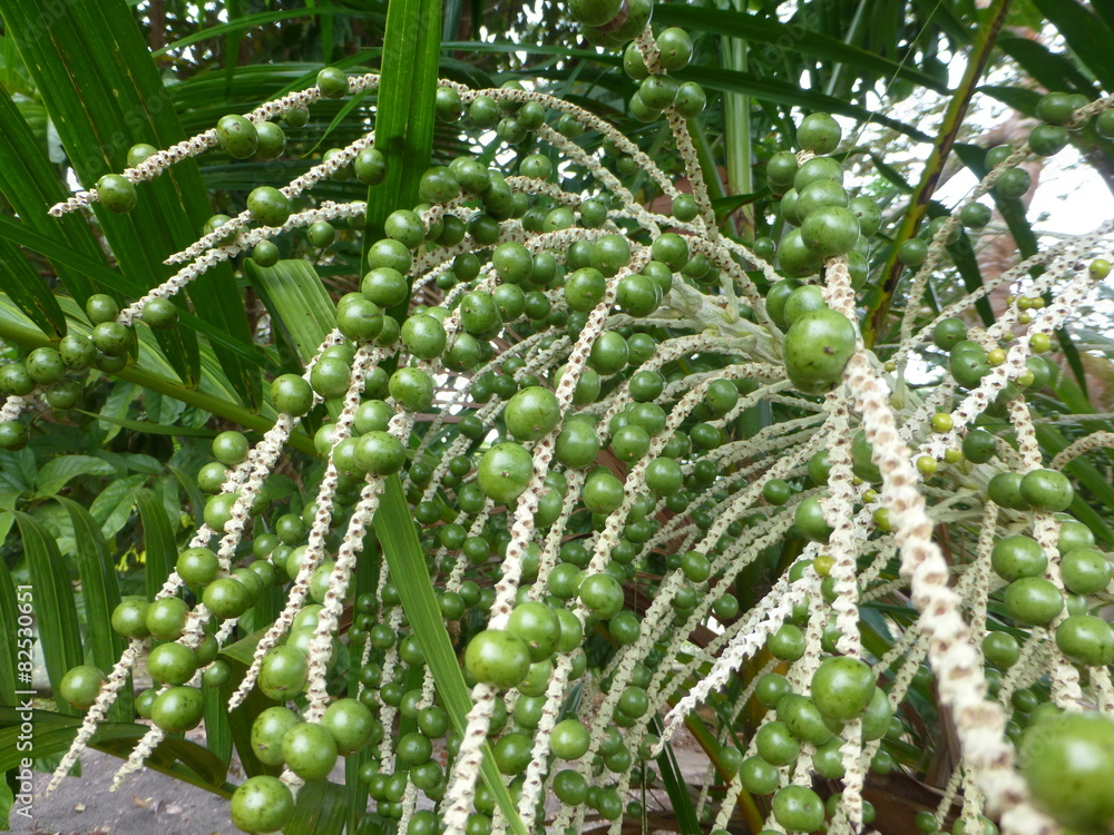 Naklejka premium Kohlpalme, Euterpe oleracea. Amazonas, Brasilien