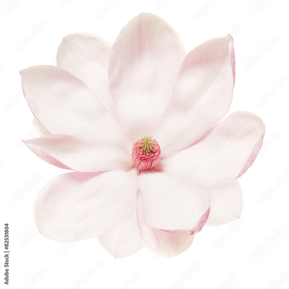 Naklejka premium Magnolia flower on white, clipping path