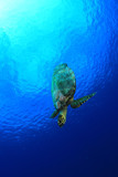 Hawksbill Sea Turtle in blue sea