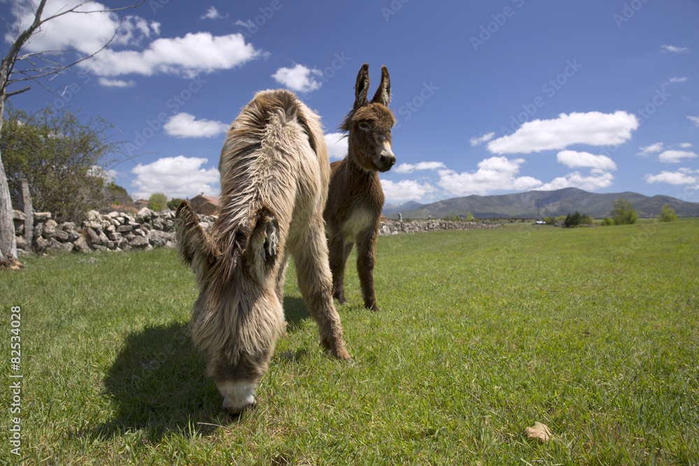 Obraz premium Donkey in green grass and blue sky