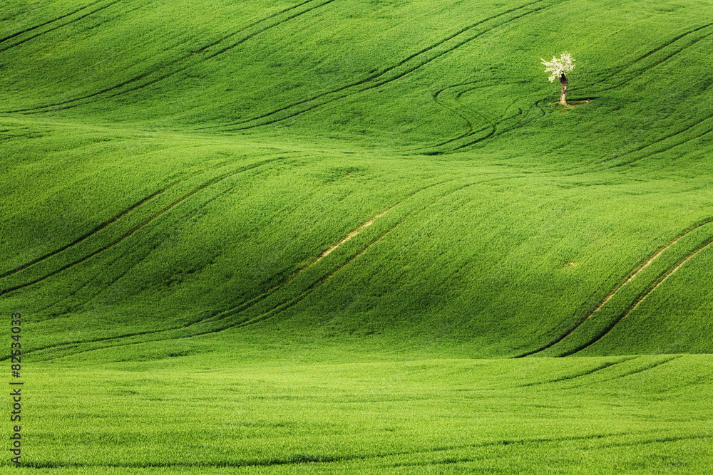 Lines and waves with trees in the spring, South Moravia