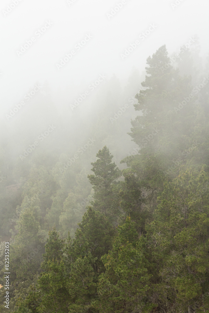 trees / forest in thick fog