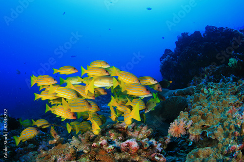 Fototapeta Naklejka Na Ścianę i Meble -  Coral reef and tropical fish in ocean