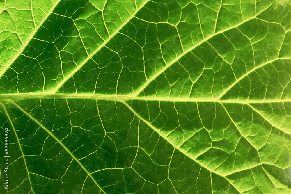 Obraz premium Green leaf background texture