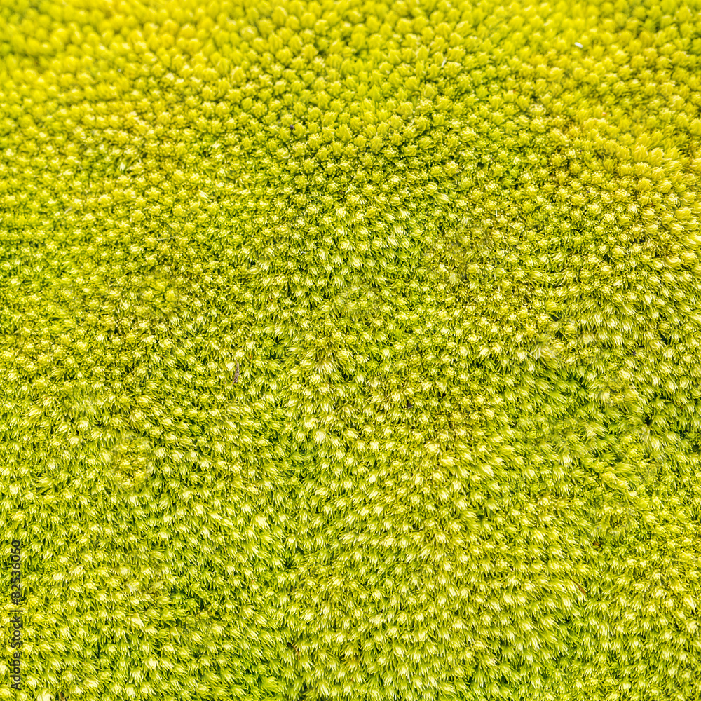 Moss texture Moss texture