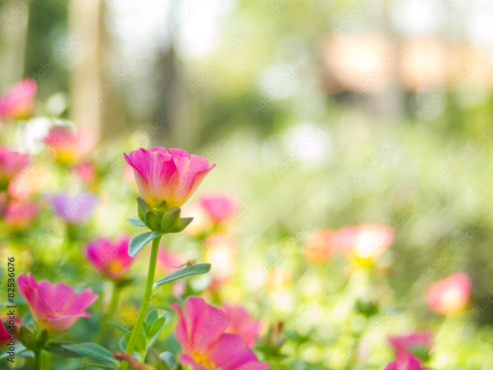 Fototapeta premium Moss Rose, Beautiful colors of flowers..