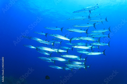 School Barracuda fish underwater in ocean
