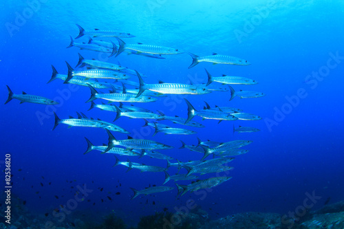 School Barracuda fish underwater in ocean
