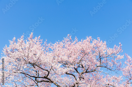 満開のさくらと青空 （ソメイヨシノ）