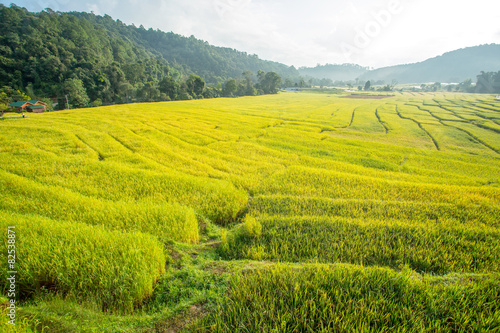 Rice fields ,landscape terraced agriculture