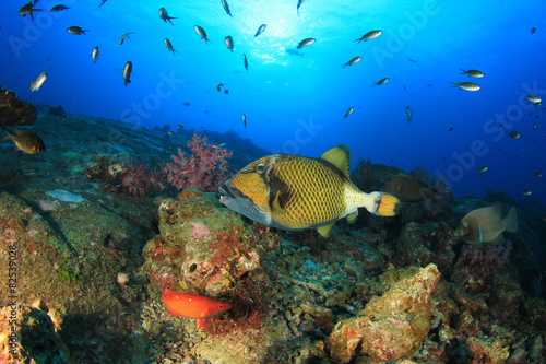 Coral reef and tropical fish in ocean © Richard Carey