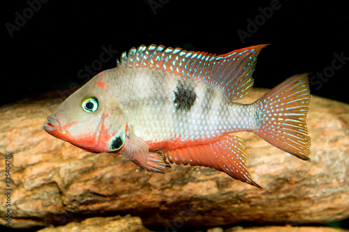 Photography Cichlid fish