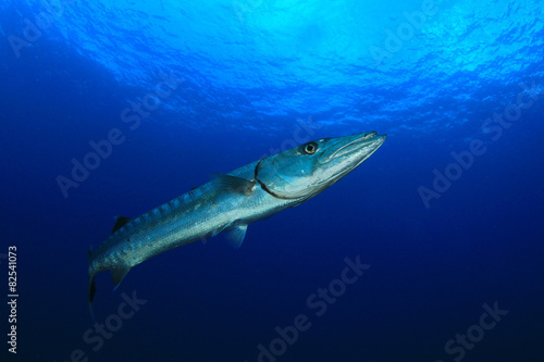 Great Barracuda fish © Richard Carey