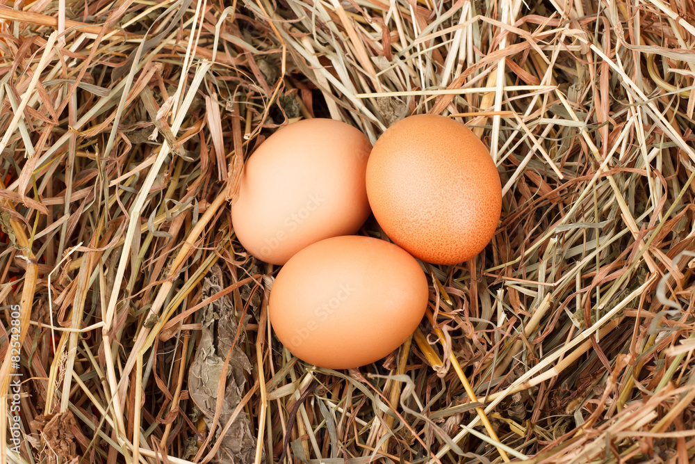 brown eggs at hay nest in chicken farm brown eggs at hay nest in chicken farm