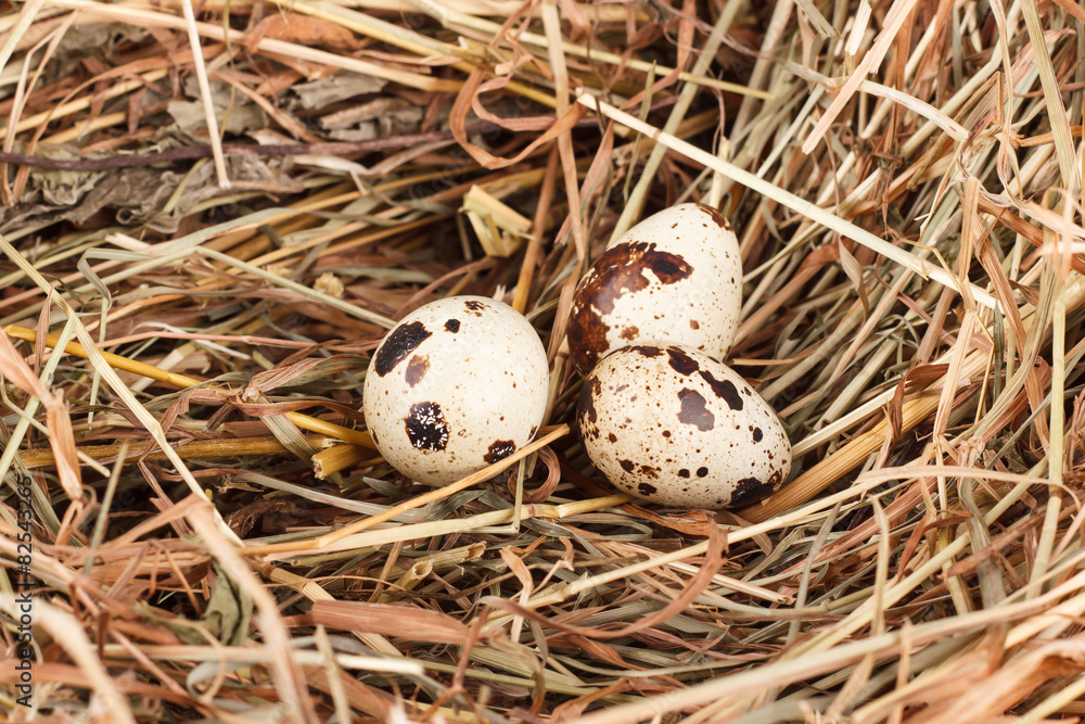 The picture quail eggs The picture quail eggs