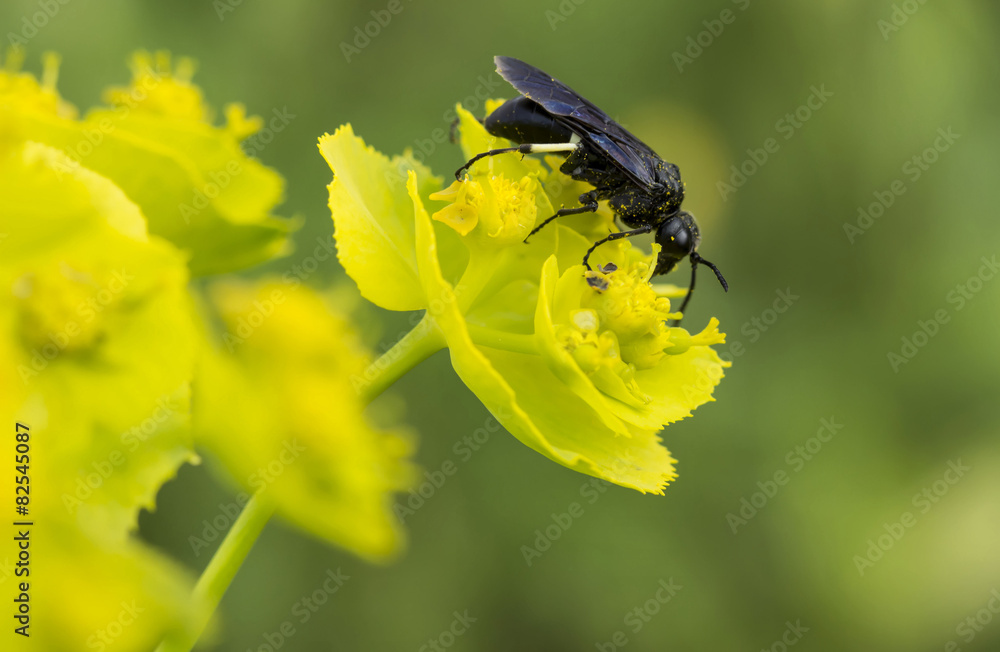 Insecte noir sur une fleur Insecte noir sur une fleur