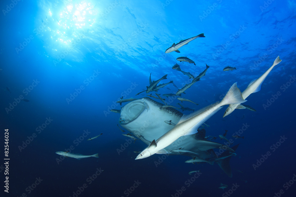Obraz premium Whale Shark feeding with mouth open