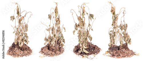 Foto Withered plant