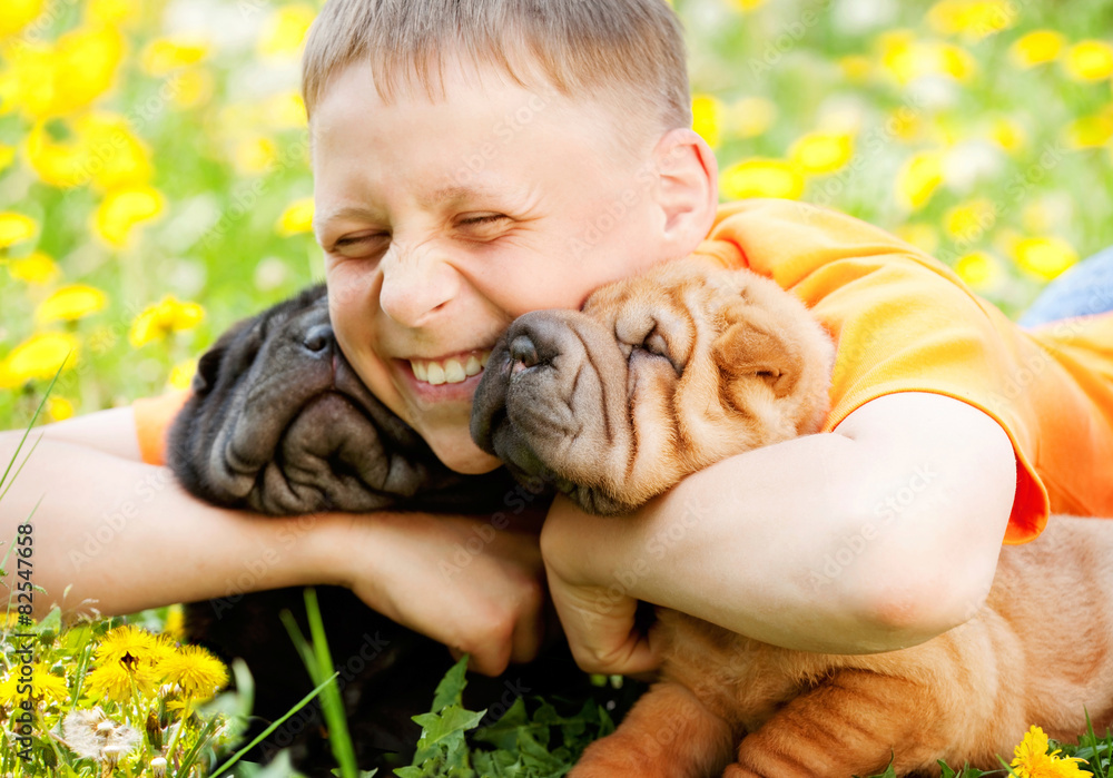 Happy Boy and Two Shar-Pei Dogs Happy Boy and Two Shar-Pei Dogs