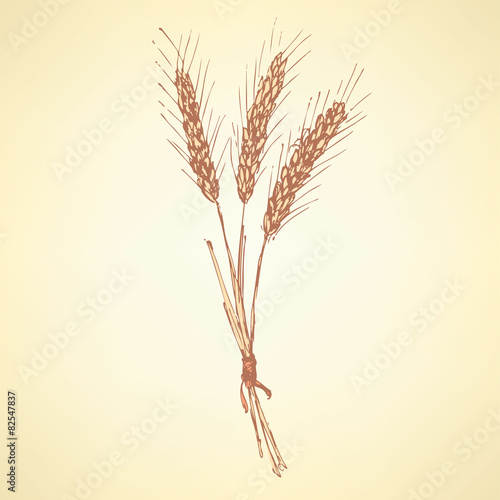 Sketch wheat bran in vintage style