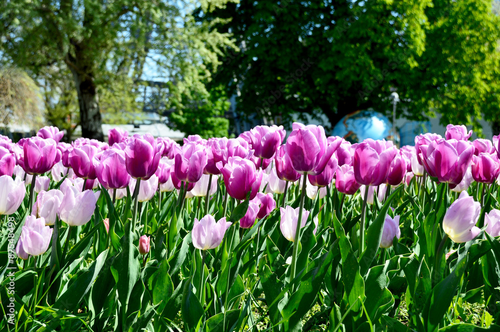 Tulpen in Rosa und Violett