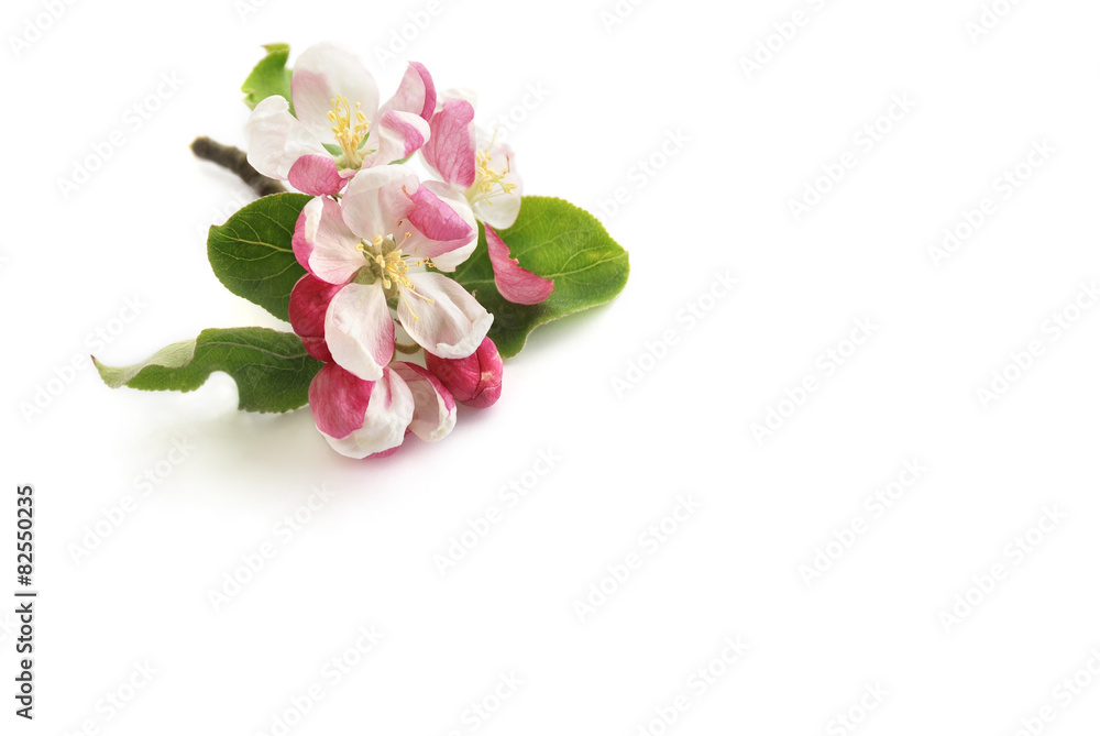 Apfelblüten Apfelblüten