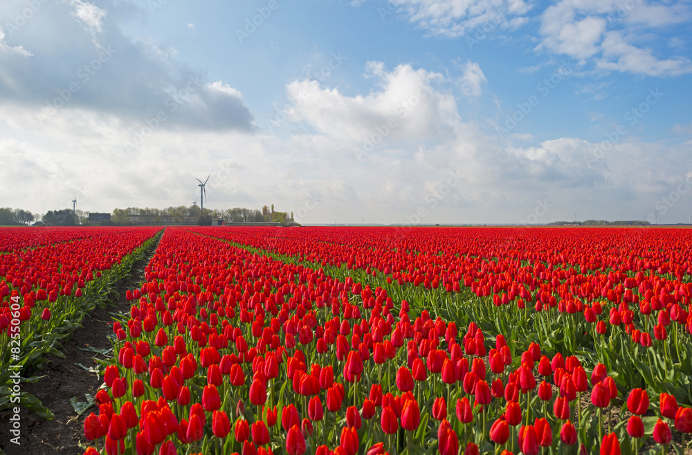 Red tulips in a sunny field in spring Red tulips in a sunny field in spring