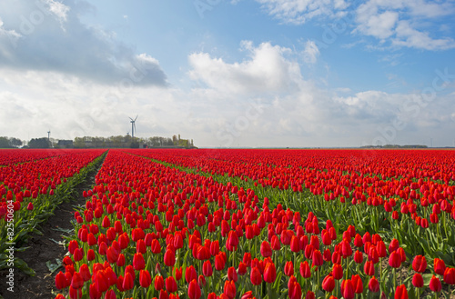 Red tulips in a sunny field in spring