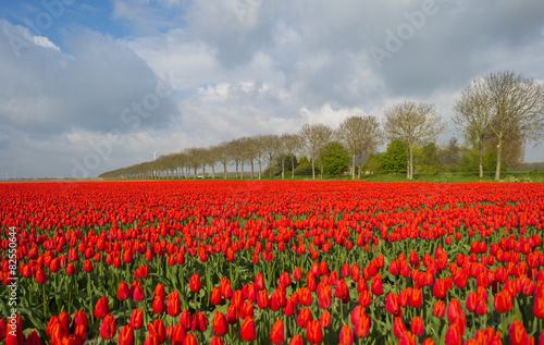 Red tulips in a sunny field in spring