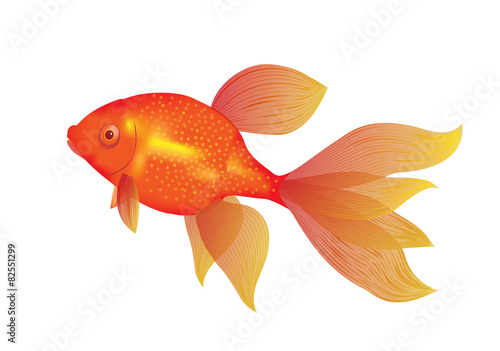 gold fish