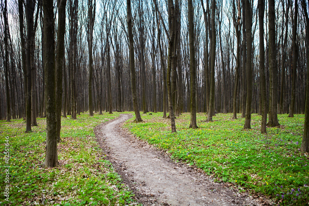 Obraz premium beautiful green forest