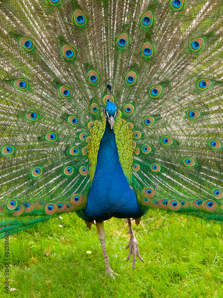 Obraz premium Peacock with spread feathers