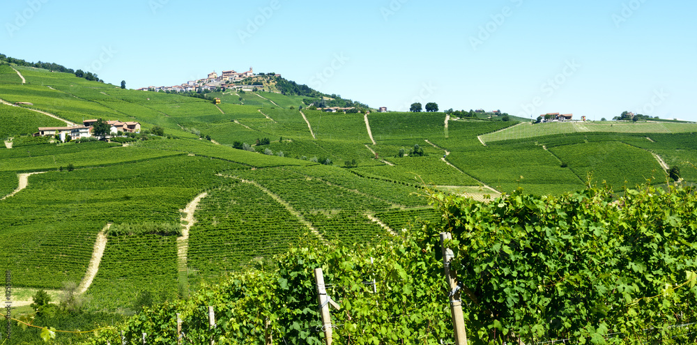 Summer landscape in Langhe (Italy)