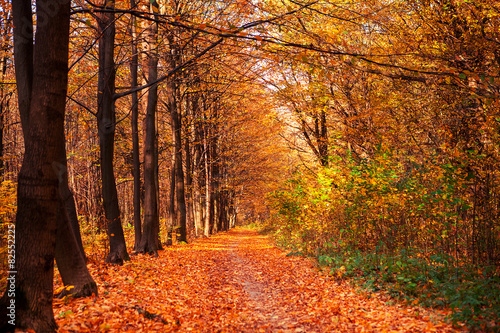 beautiful green forest