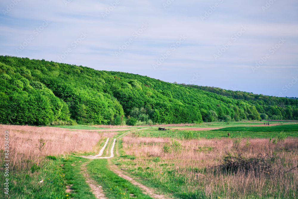 Naklejka premium spring field