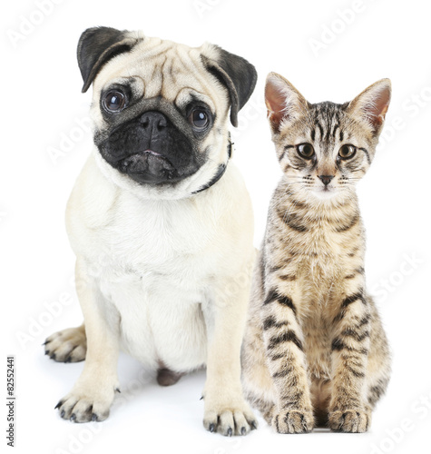 Cute pets isolated on white © Africa Studio