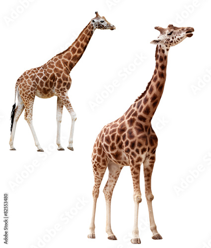 Two giraffes in different positions isolated with clipping path