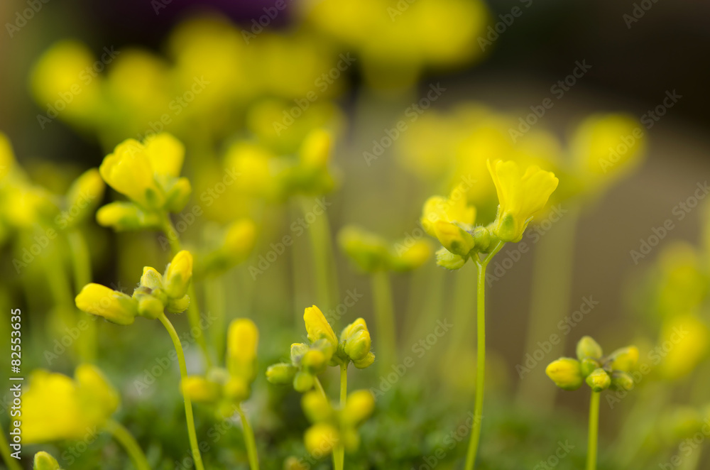 Obraz premium yellow flowers alpine