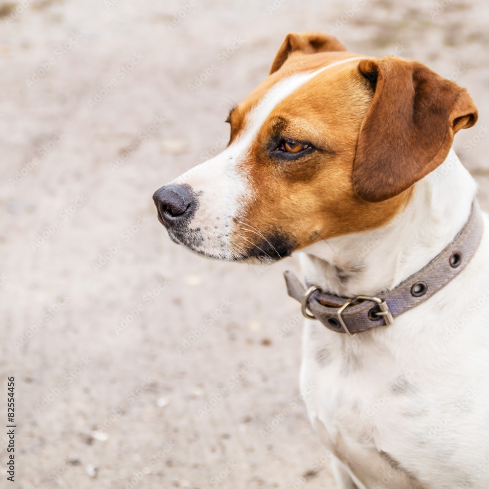 muzzle dog close up