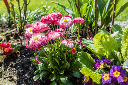 Fototapeta Naklejka Na Ścianę i Meble -  Frühlingsbeet mit Blumen