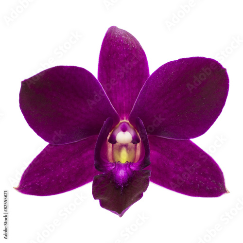 Fototapeta Naklejka Na Ścianę i Meble -  Close-up of single purple Orchid flower on white background.