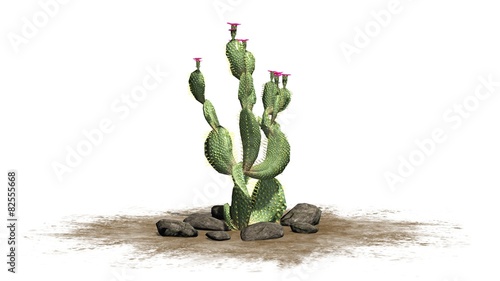 Beavertail Cactus - isolated on white background