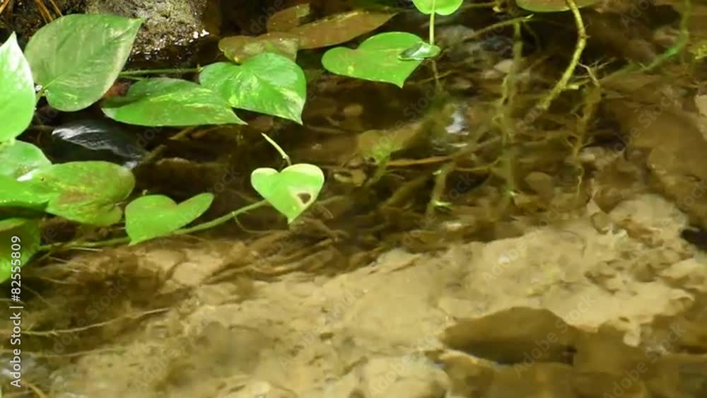 klares strömendes Wasser mit grünen Blättern klares strömendes Wasser mit grünen Blättern