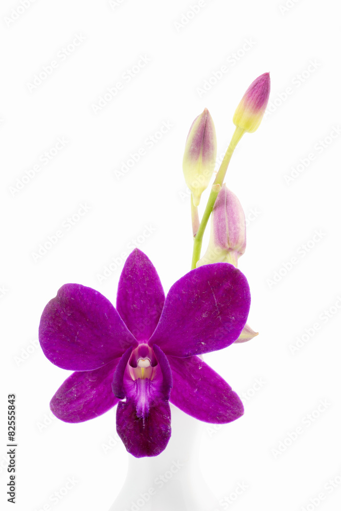 Blossom purple orchid in white vase Blossom purple orchid in white vase