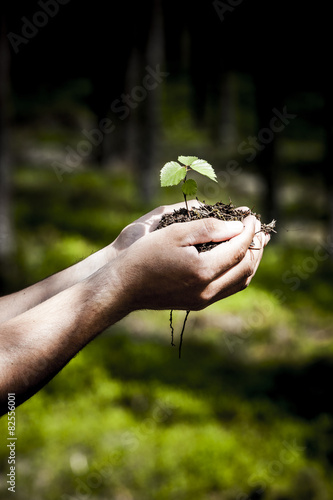 Junge Pflanze in der Hand
