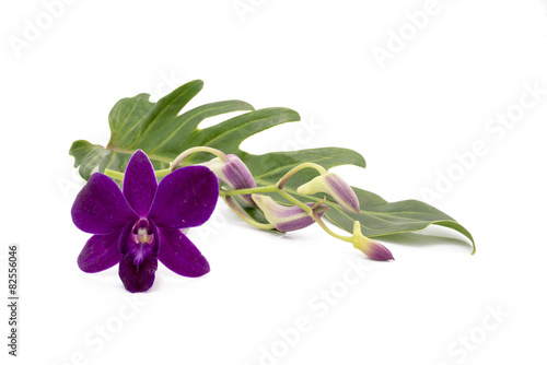 Blossom purple orchid is isolate on whte background