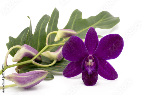 Blossom purple orchid is isolate on whte background