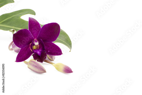 Fototapeta Naklejka Na Ścianę i Meble -  Blossom purple orchid is isolate on whte background