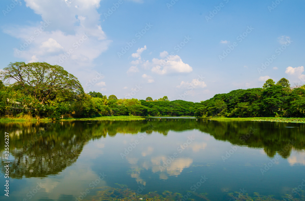 Fototapeta premium Trees and reflections in water